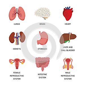 Internal organs. Human body anatomy organ icons, cartoon lungs and heart, urinary system and liver, reproductive function and