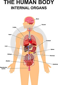 Internal organs of human body flat infographic poster scheme with icons images location name and definitions vector illustration.
