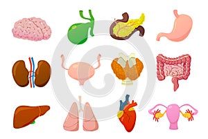 Internal organs. Human brain, bladder and stomach, kidneys and intestines, liver and lungs, heart and pancreas cartoon