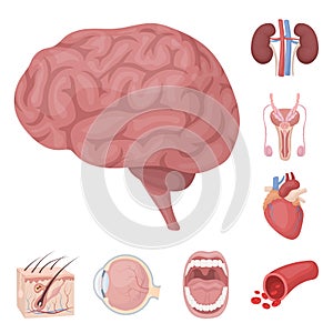 Internal organs of a human cartoon icons in set collection for design. Anatomy and medicine vector symbol stock web