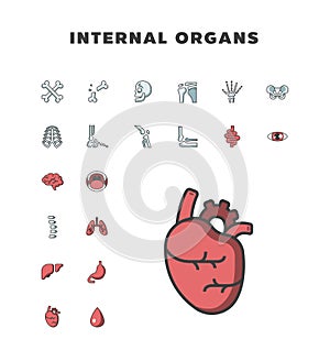 Internal organs icon set outline color