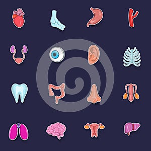 Internal organs icon set vector sticker