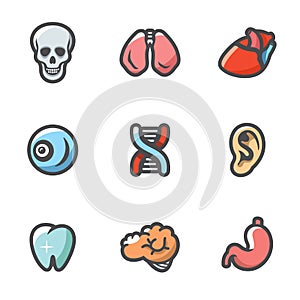 Internal organs Icons Set. Vector Illustration.