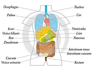 Internal Organs Latin Terms Anatomy Chart