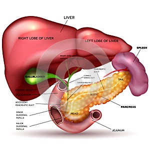 Internal organs, liver, pancreas, spleen