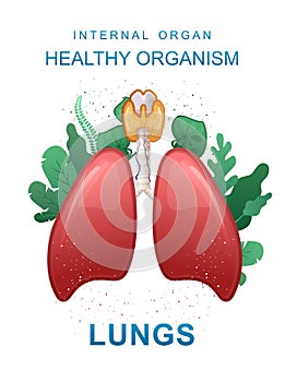 internal organs medical poster concept
