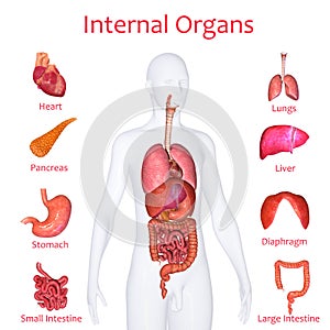 Internal organs