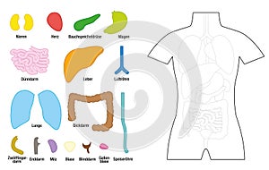 Internal Organs Puzzle German Names