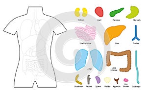 Internal Organs Puzzle Template Education