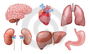 Internal organs. Realistic human body anatomy elements, brain heart kidneys liver lungs stomach