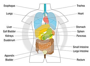 Internal Organs Schematic Diagram