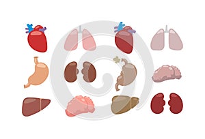 Internal organs vector illustration.