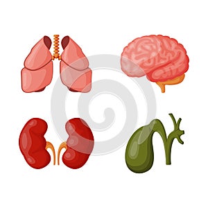 Internal organs vector illustration.