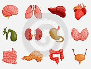 Internal organs vector illustration. Heart, liver, brain