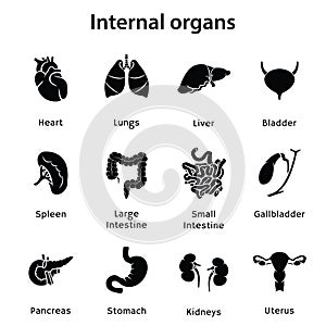 Internal organs. Vector illustration of icons with human organs
