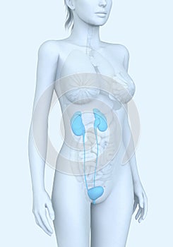 Urinario sistema de una mujer médicamente ilustraciones 
