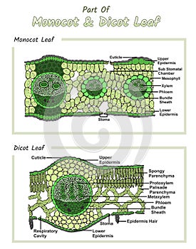 Internal part of Monocot and Dicot leaf