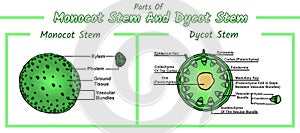 Internal part of Monocot and Dicot Stem