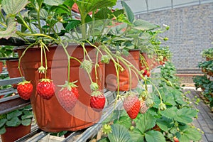 Strawberries hothouse photo