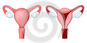 Internal sex organs are the vagina, uterus, fallopian tubes, and ovaries photo