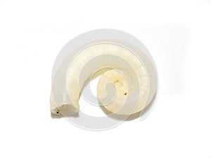 Spirula spirula shell on white