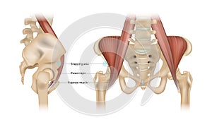 Internal snapping hip Syndrome. Psoas major, Iliopsoas muscle and Snapping area