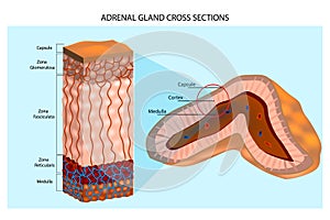Internal structure of the adrenal gland showing the cortical layers and medulla