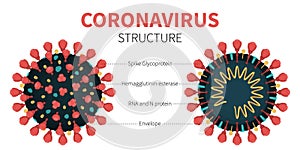 Internal structure and anatomy of virus COVID-19