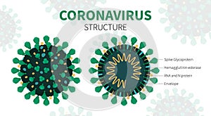 Internal structure and anatomy of virus COVID-19