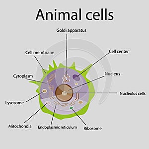 The internal structure of an animal cell