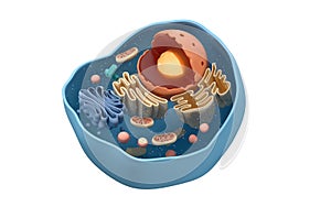 Internal structure of an animal cell, 3d rendering. Section view photo