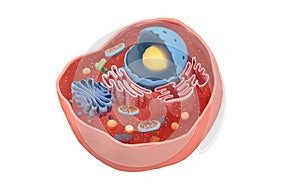 Internal structure of an animal cell, 3d rendering. Section view photo
