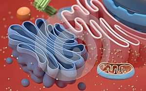 Internal structure of an animal cell, 3d rendering. Section view