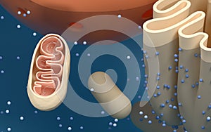 Internal structure of an animal cell, 3d rendering. Section view