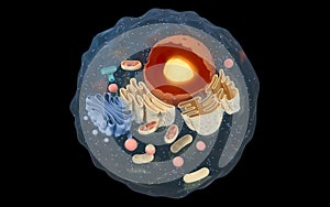 Internal structure of an animal cell, 3d rendering. Section view photo