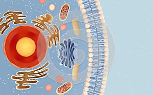 Internal structure of an animal cell, 3d rendering. Section view photo