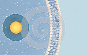 Internal structure of an animal cell, 3d rendering. Section view photo