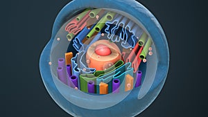 Internal structure of an animal cell