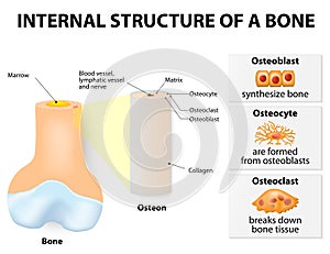Internal structure of a bone