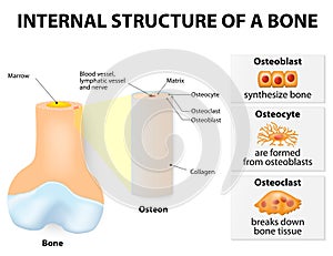 Internal structure of a bone photo