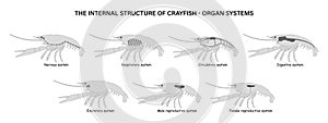 The internal structure of Crayfish. Organ systems.