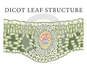 Internal Structure of dicot leaf