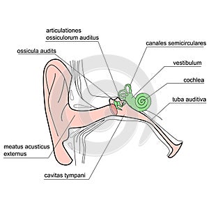 The internal structure of the human ear.