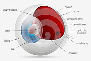 Internal structure of the human eye