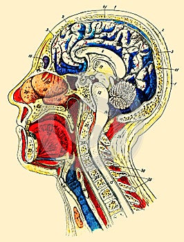 Internal structure of the human head and neck.