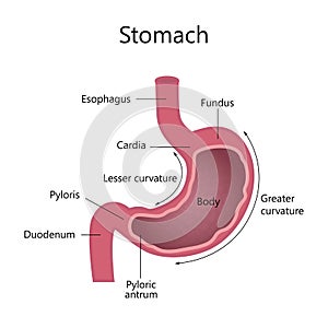 Internal Structure Human Stomach