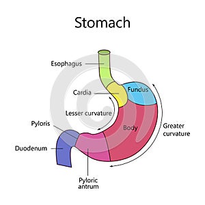 Internal Structure Human Stomach photo