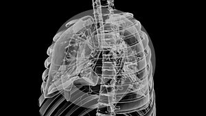 Internal structure of the lung, blood and vascular system