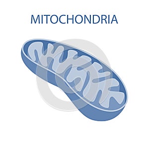 The internal structure of mitochondria