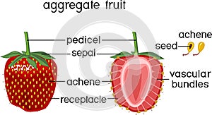 Internal structure of strawberry aggregate fruit
